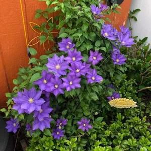 Meet your Posher, Bertha